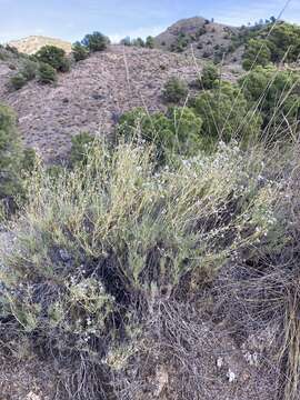 Image of Gypsophila struthium Loefl.