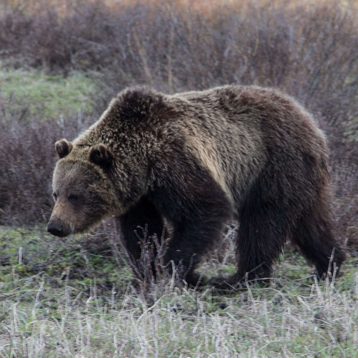 Image of grizzly bear