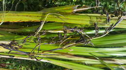 Image of Lanai sawsedge