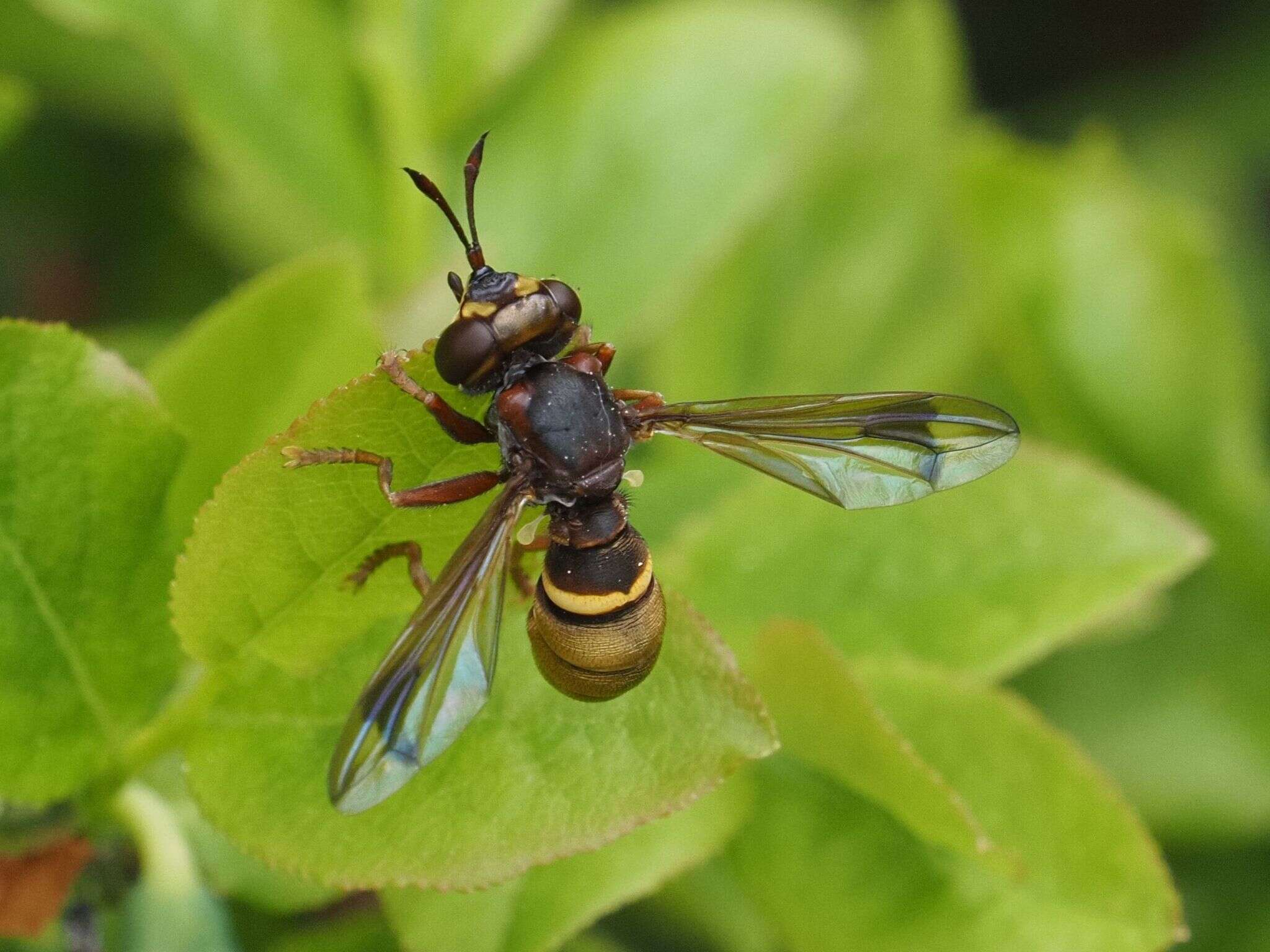 Image of Conops vesicularis Linnaeus 1761