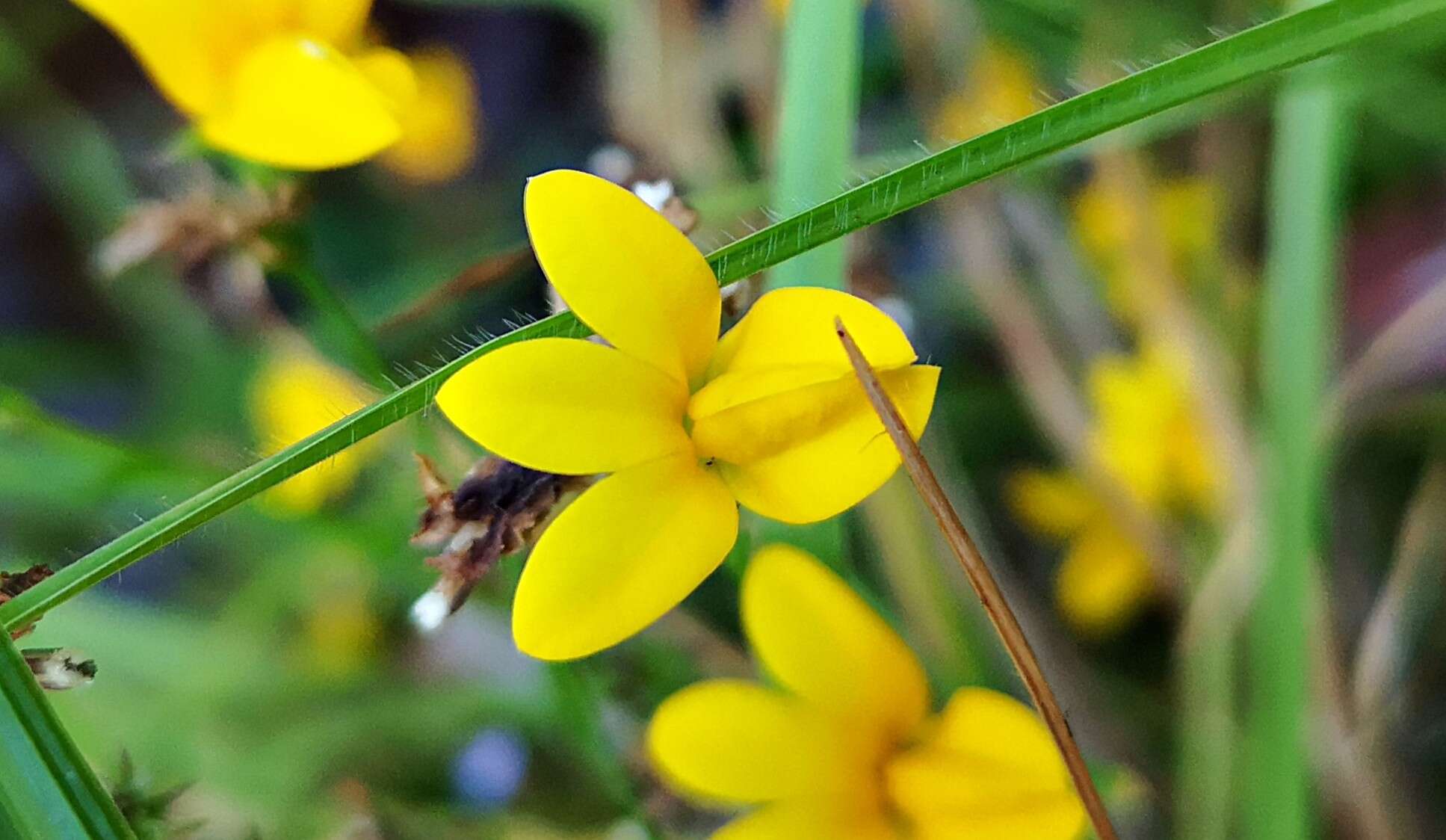 Image of Monopsis lutea (L.) Urb.