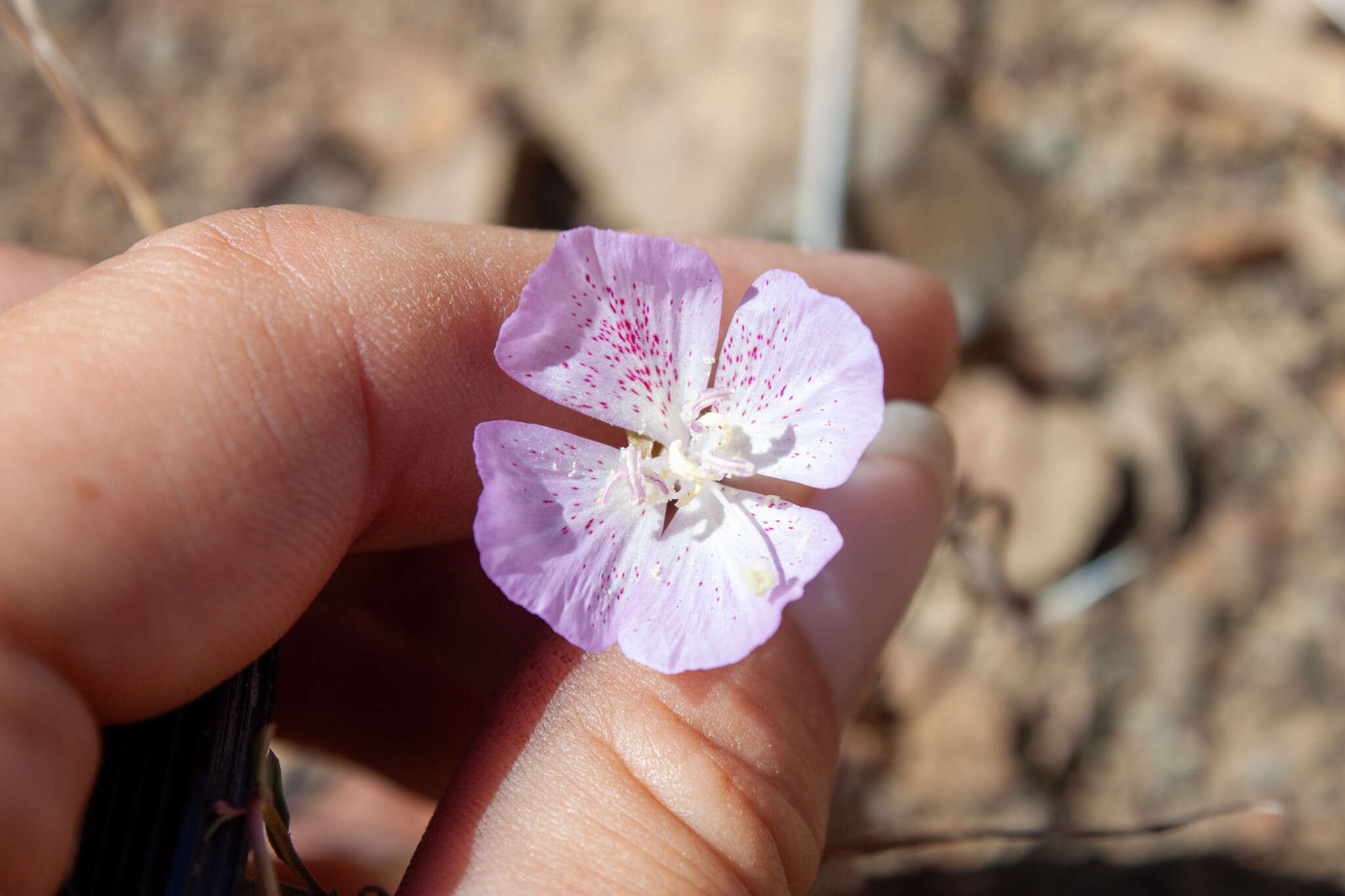 صورة Clarkia cylindrica subsp. cylindrica