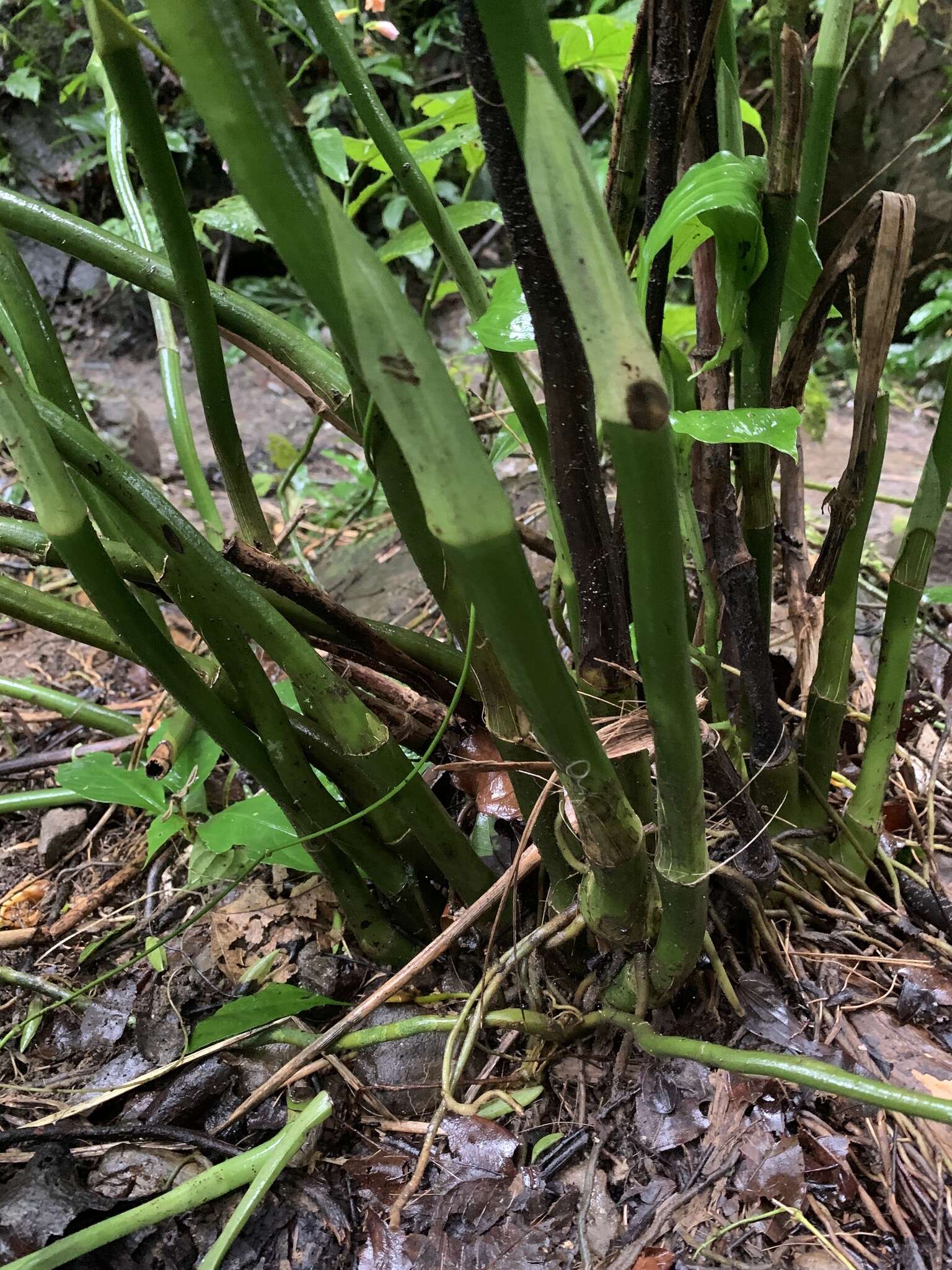 Image of Phaius mishmensis (Lindl. & Paxton) Rchb. fil.