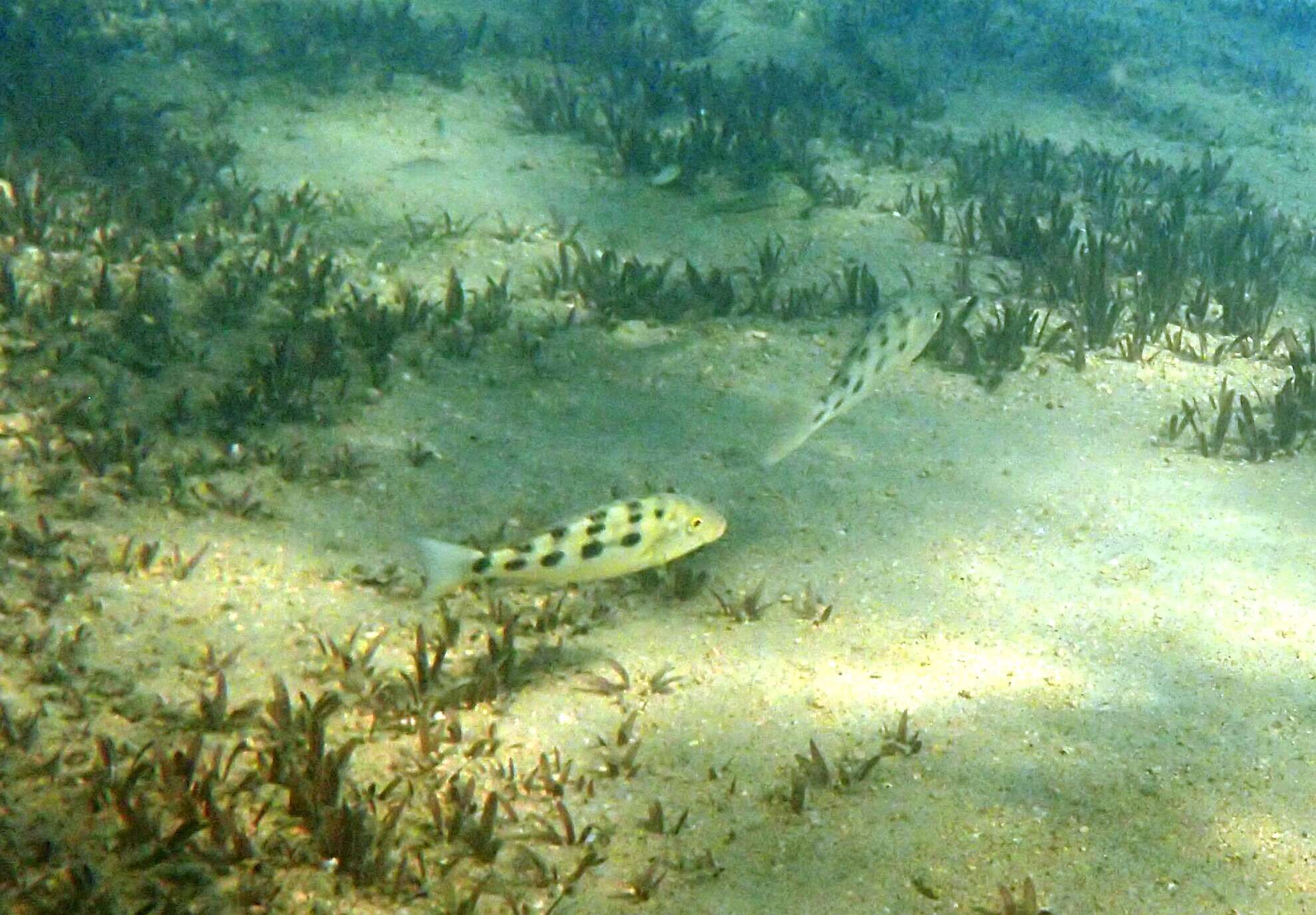 Image of Fossorochromis rostratus (Boulenger 1899)