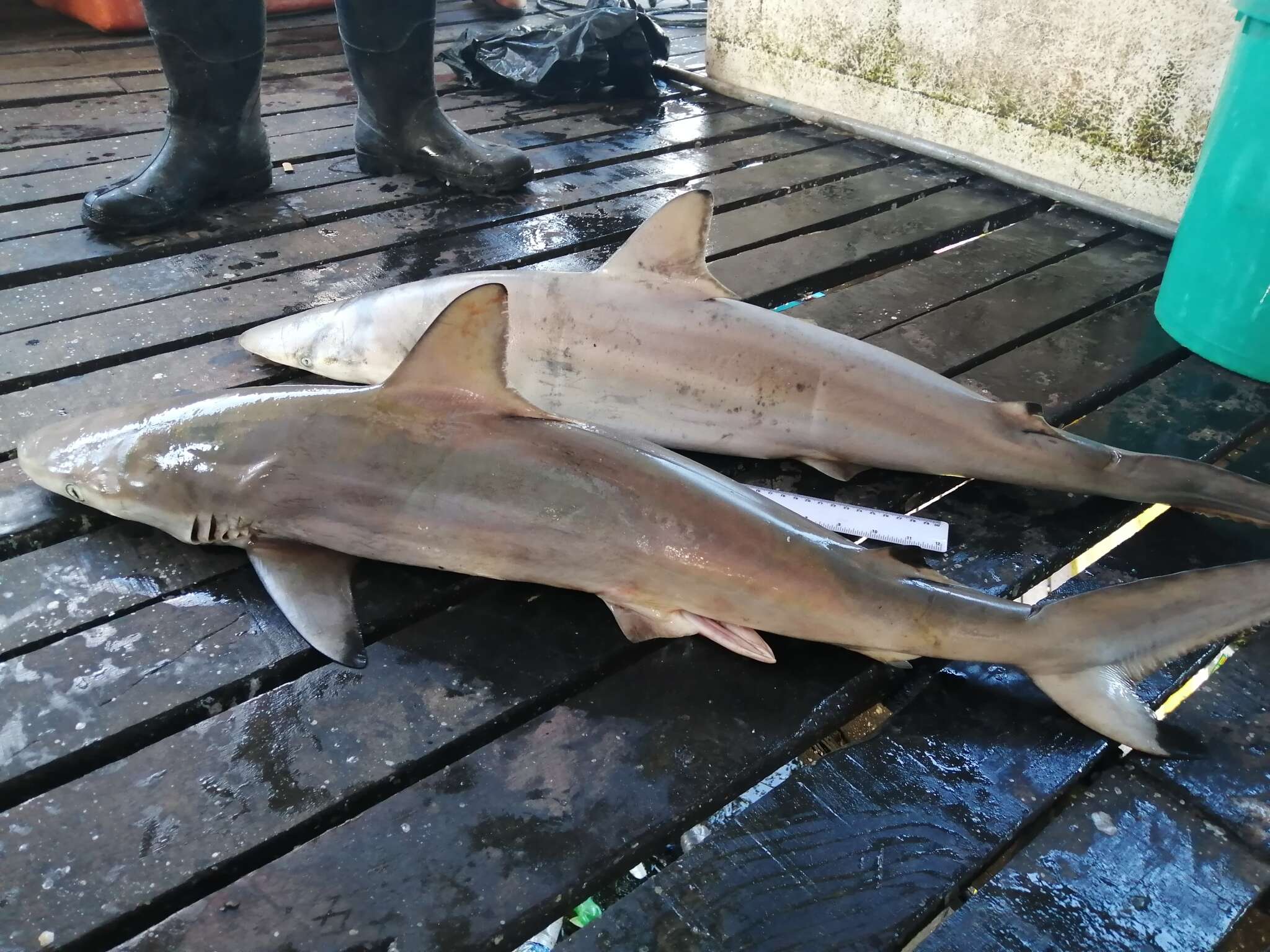 Image of Spottail Shark