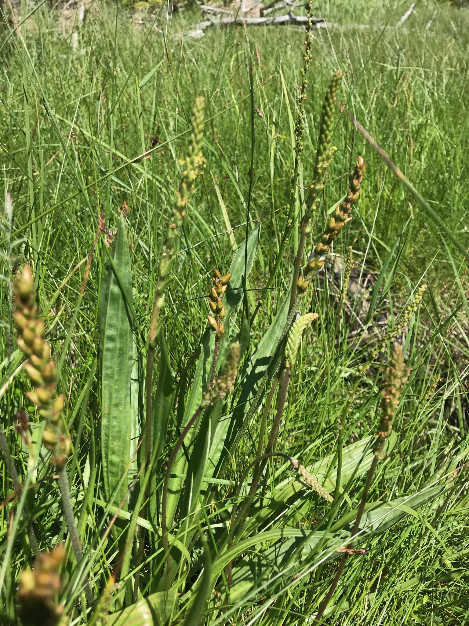 Plantago macrocarpa Cham. & Schltdl. resmi