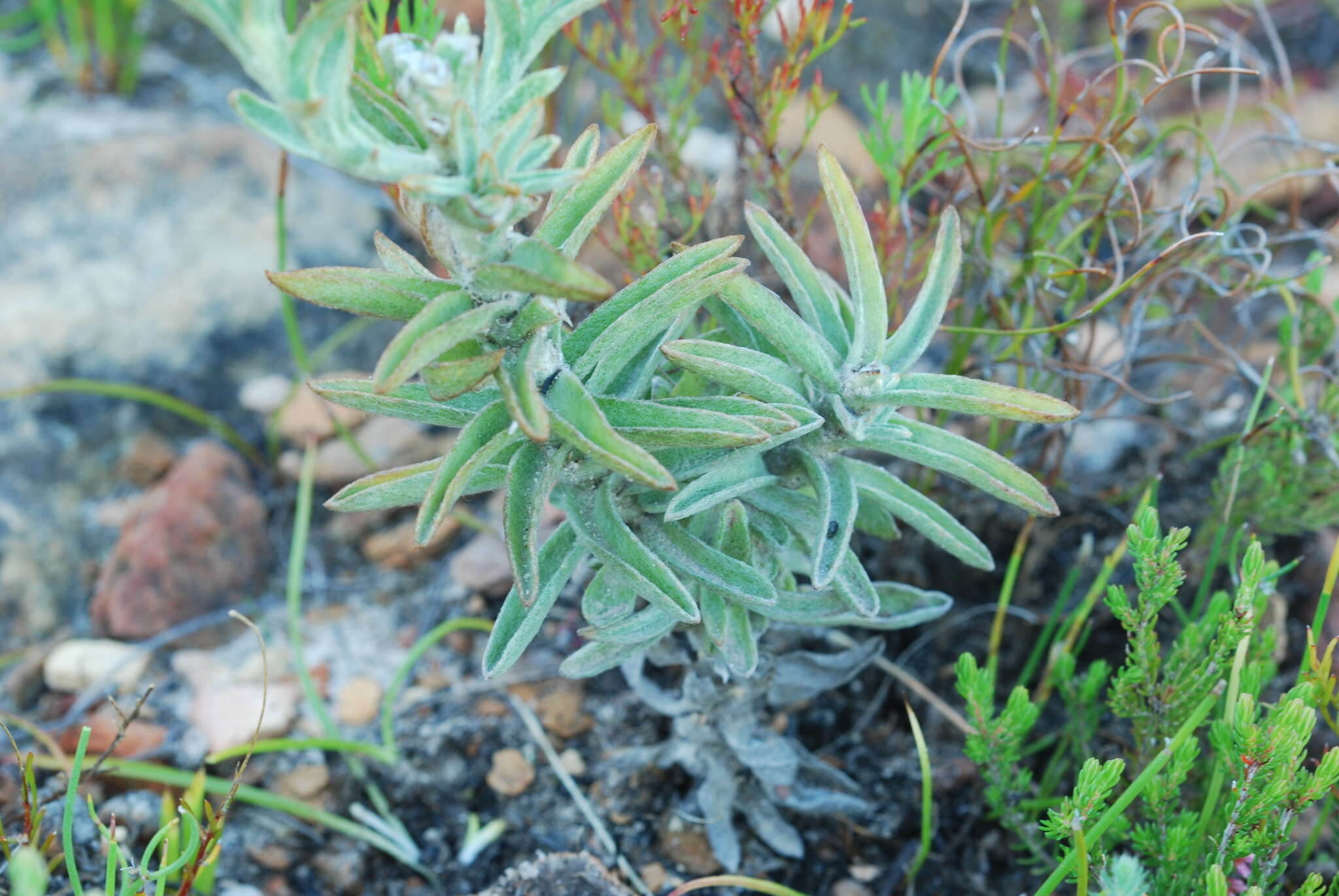 Image of Syncarpha loganiana (Compt.) B. Nord.