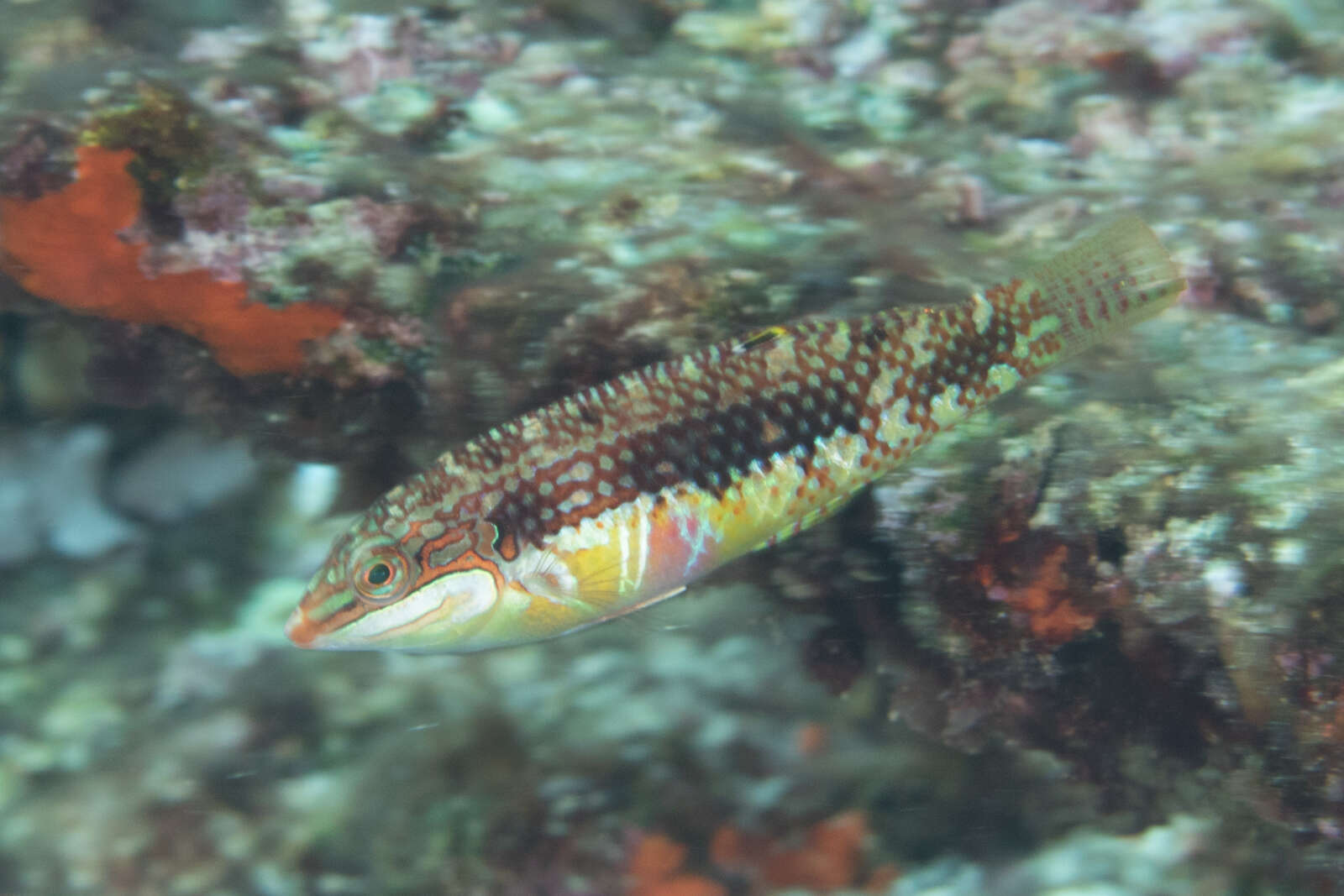 Image of Pink-belly wrasse