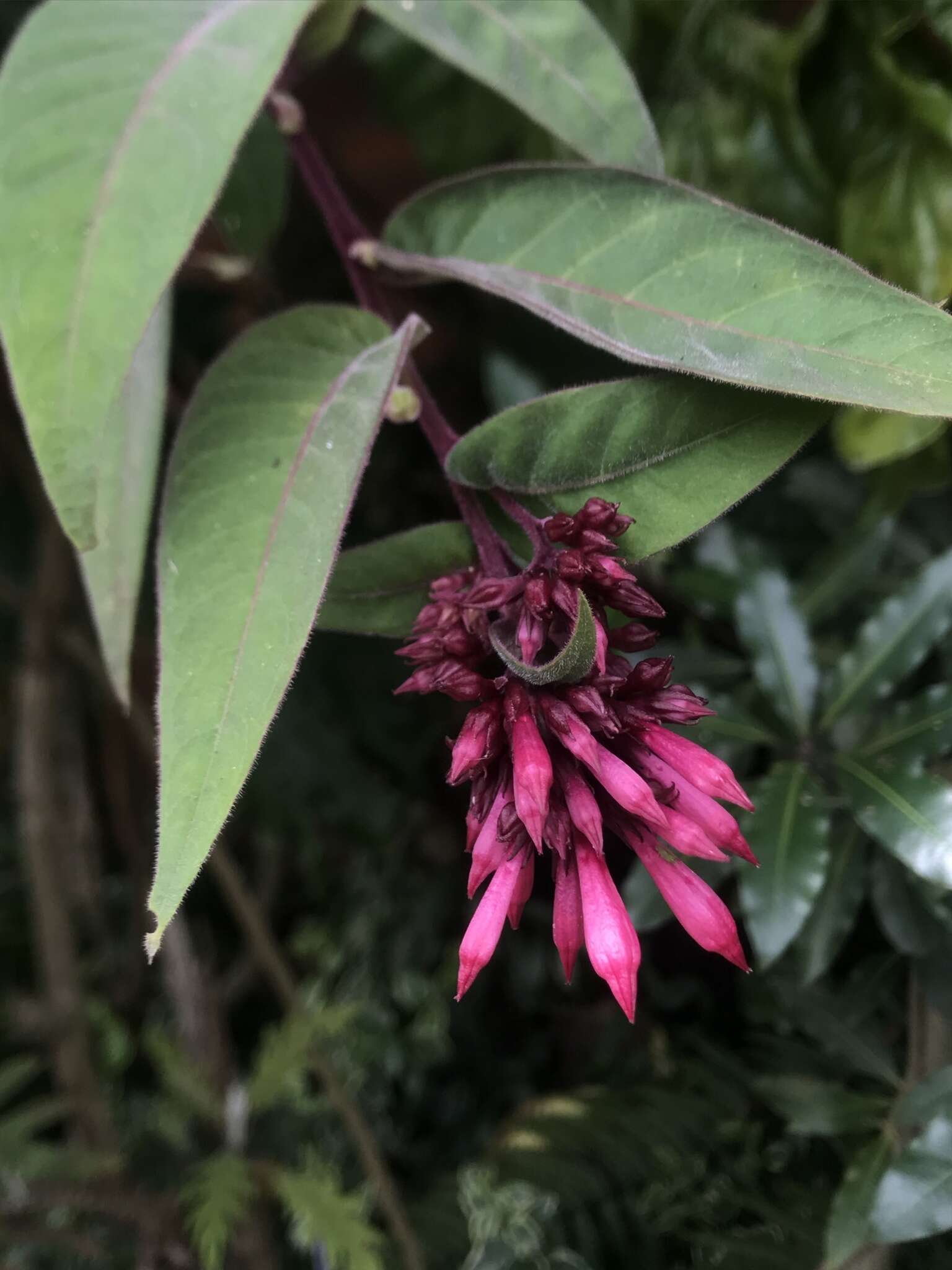 Image of purple cestrum