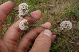 Image de Limonium flexuosum (L.) Kuntze