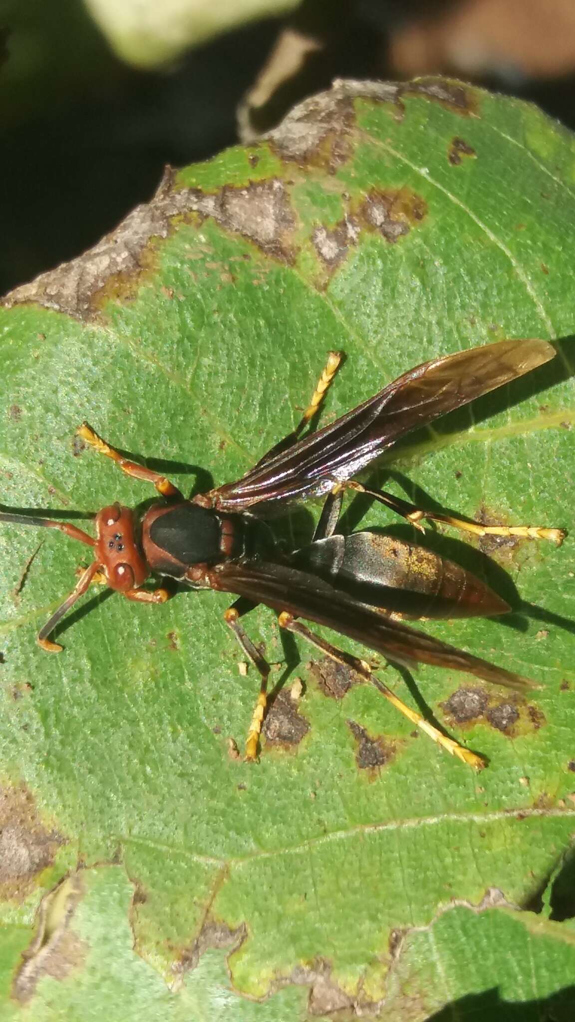 Image de Polistes ferreri de Saussure 1853