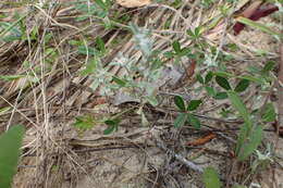 Image of silver pygmycudweed