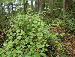 Image of Pertya scandens (Thunb.) Sch. Bip.