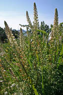 Image of Reseda alba subsp. hookeri (Guss.) Arcang.