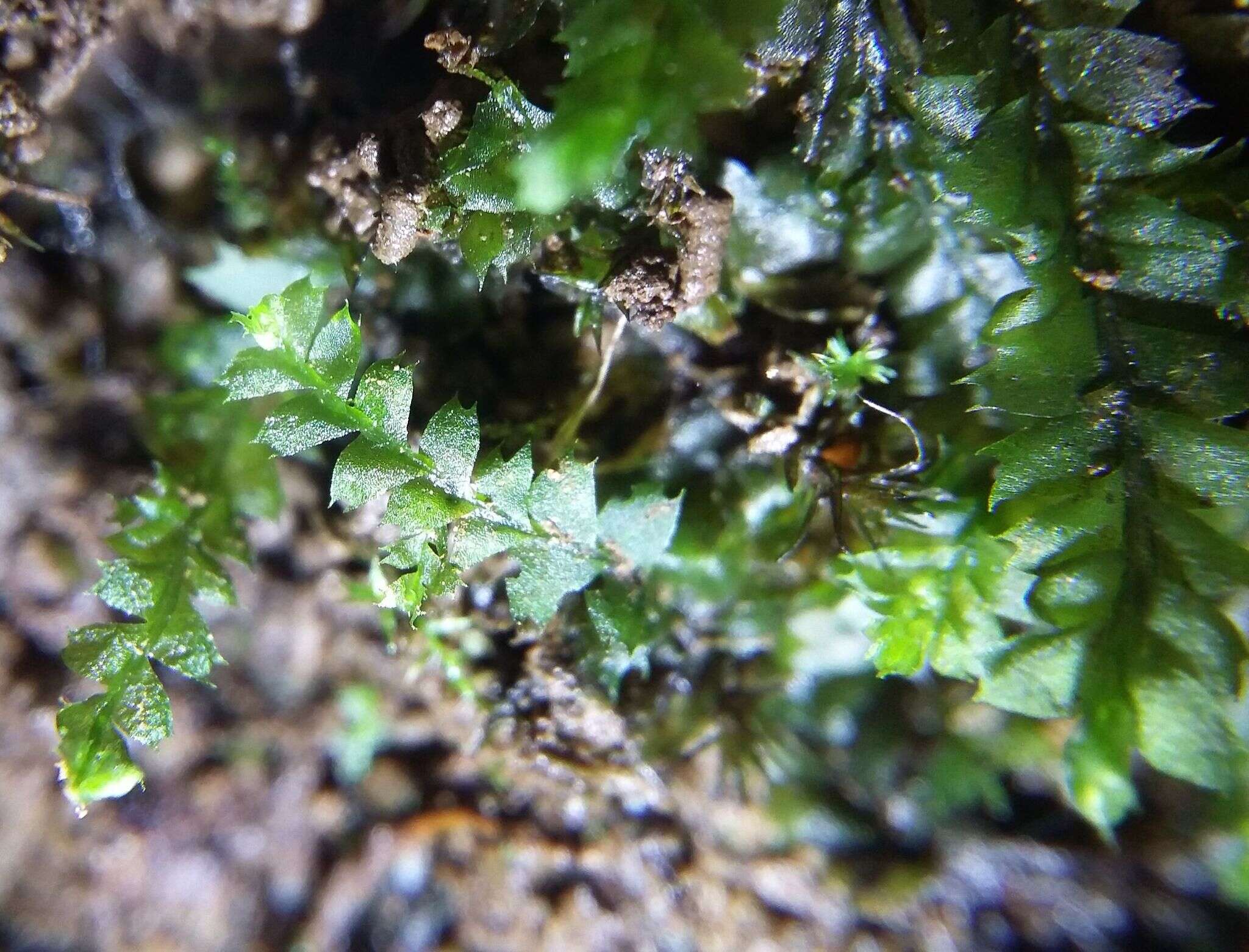 Image of Bifid Crestwort