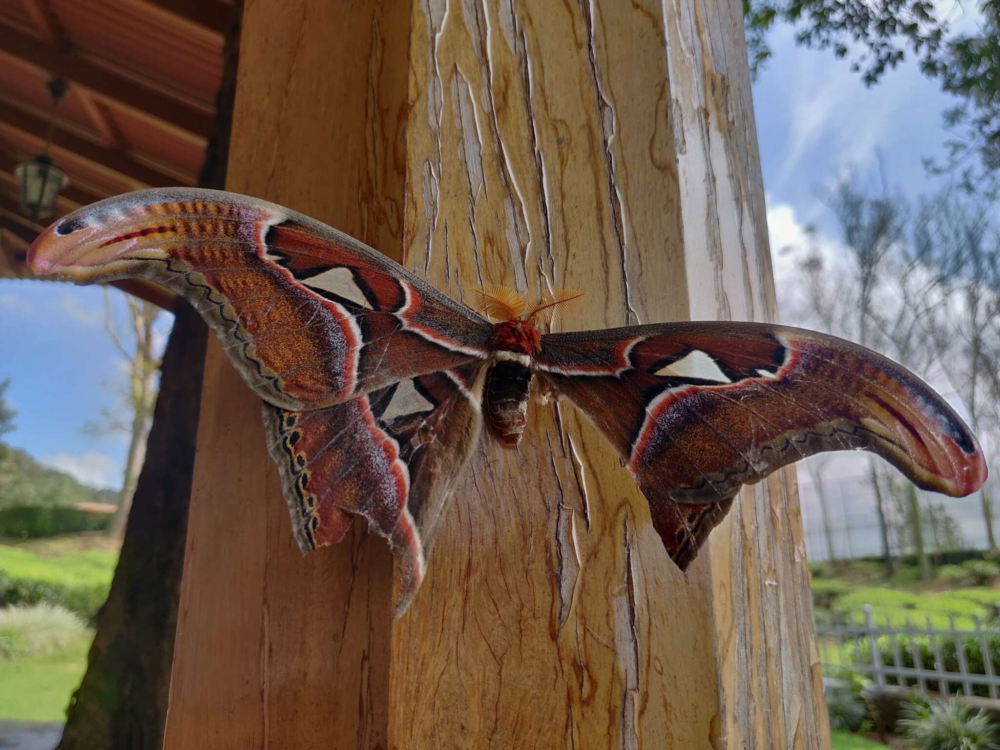 Image of Attacus taprobanis Moore (1882)