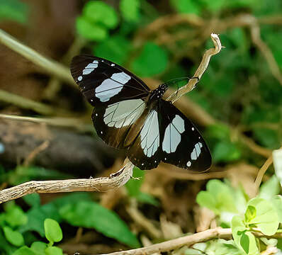 Image of Amauris ochlea Boisduval 1847