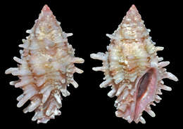 Morula ambrosia (Houart 1995) resmi
