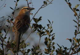 Слика од Tchagra senegalus orientalis (Cabanis 1869)