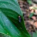 <i>Chauliognathus hickeri</i> (Pic 1926) resmi