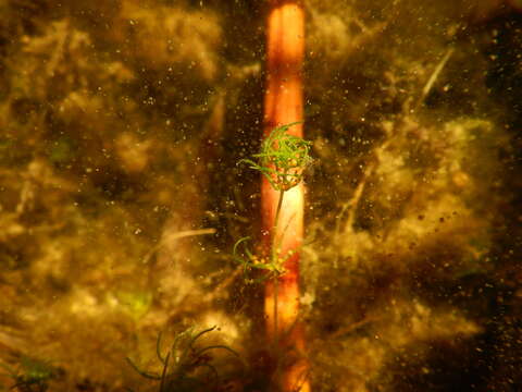 Image of Convergent stonewort