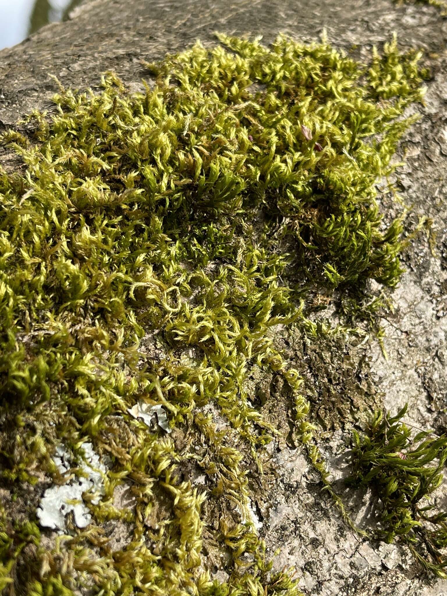 Слика од Leptobryum