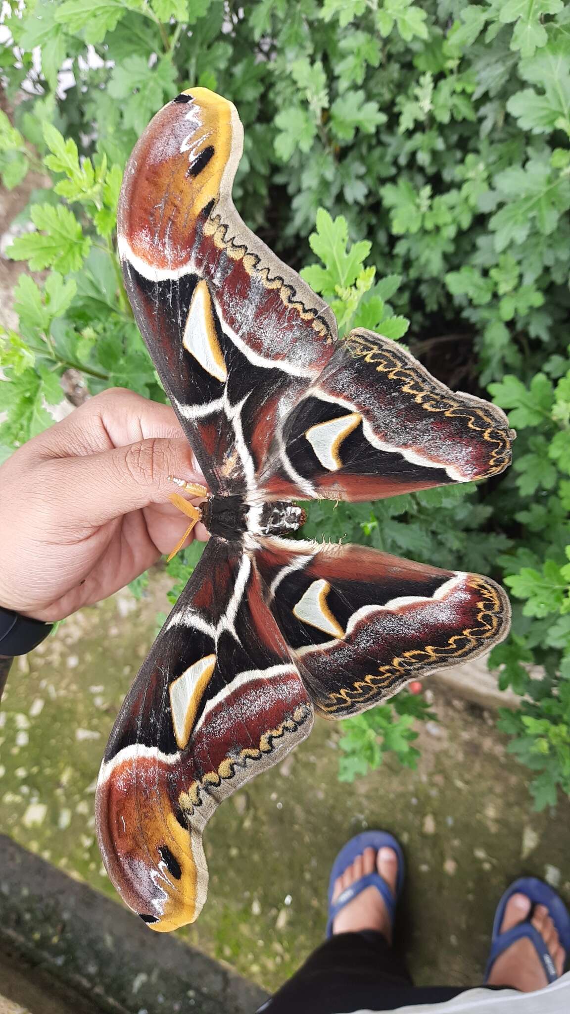 Image of Archaeoattacus edwardsii White 1859