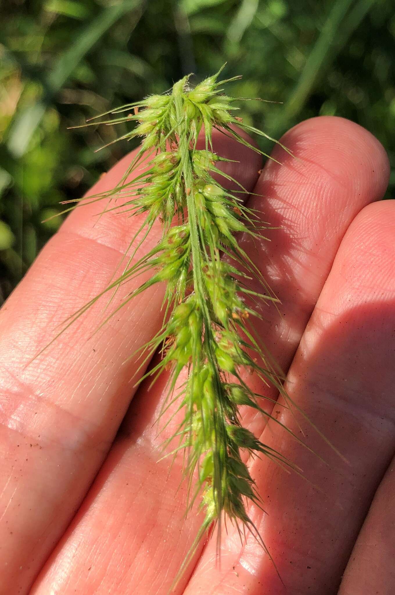 Plancia ëd Echinochloa muricata (P. Beauv.) Fernald