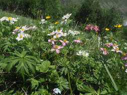 Imagem de Anemonastrum narcissiflorum subsp. fasciculatum (L.) Raus