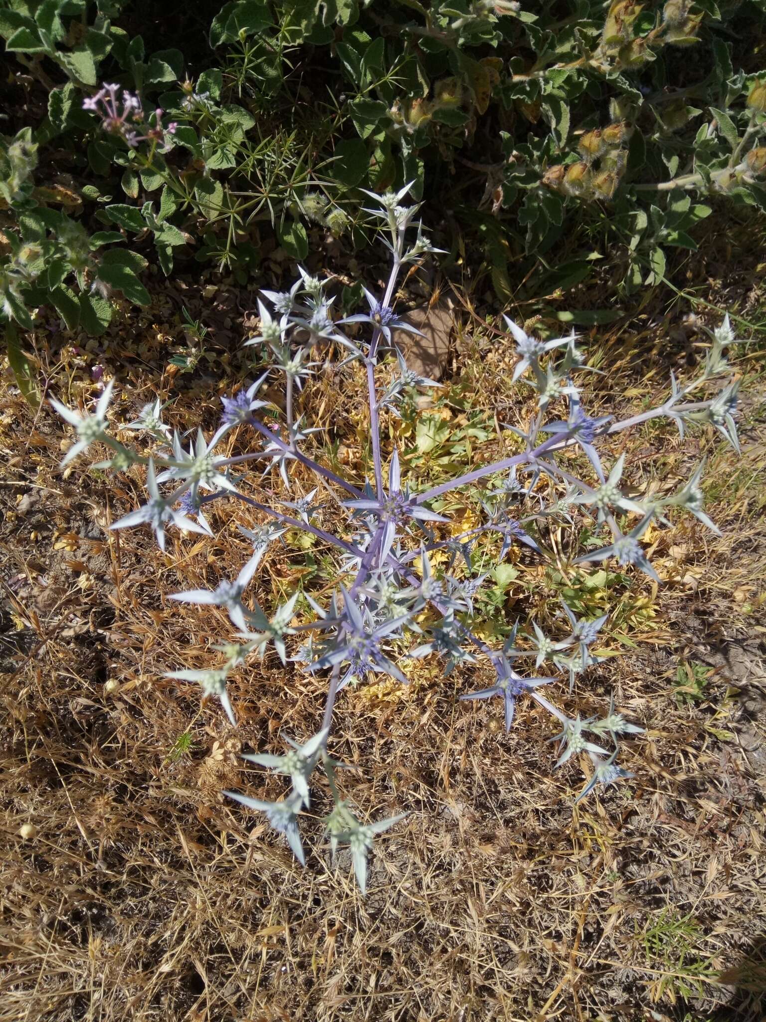 Imagem de Eryngium triquetrum Vahl