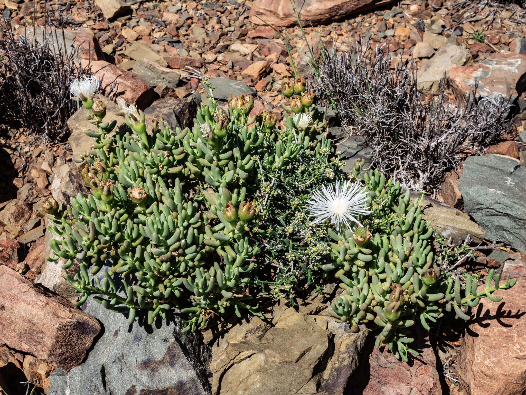 Image of Mesembryanthemum tetragonum Thunb.