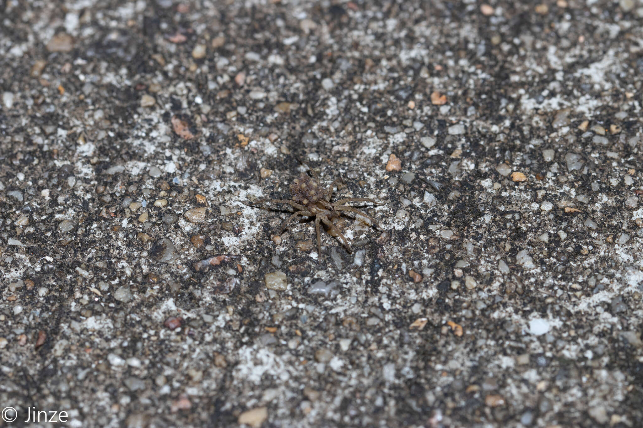 Image of Pardosa pseudoannulata (Bösenberg & Strand 1906)