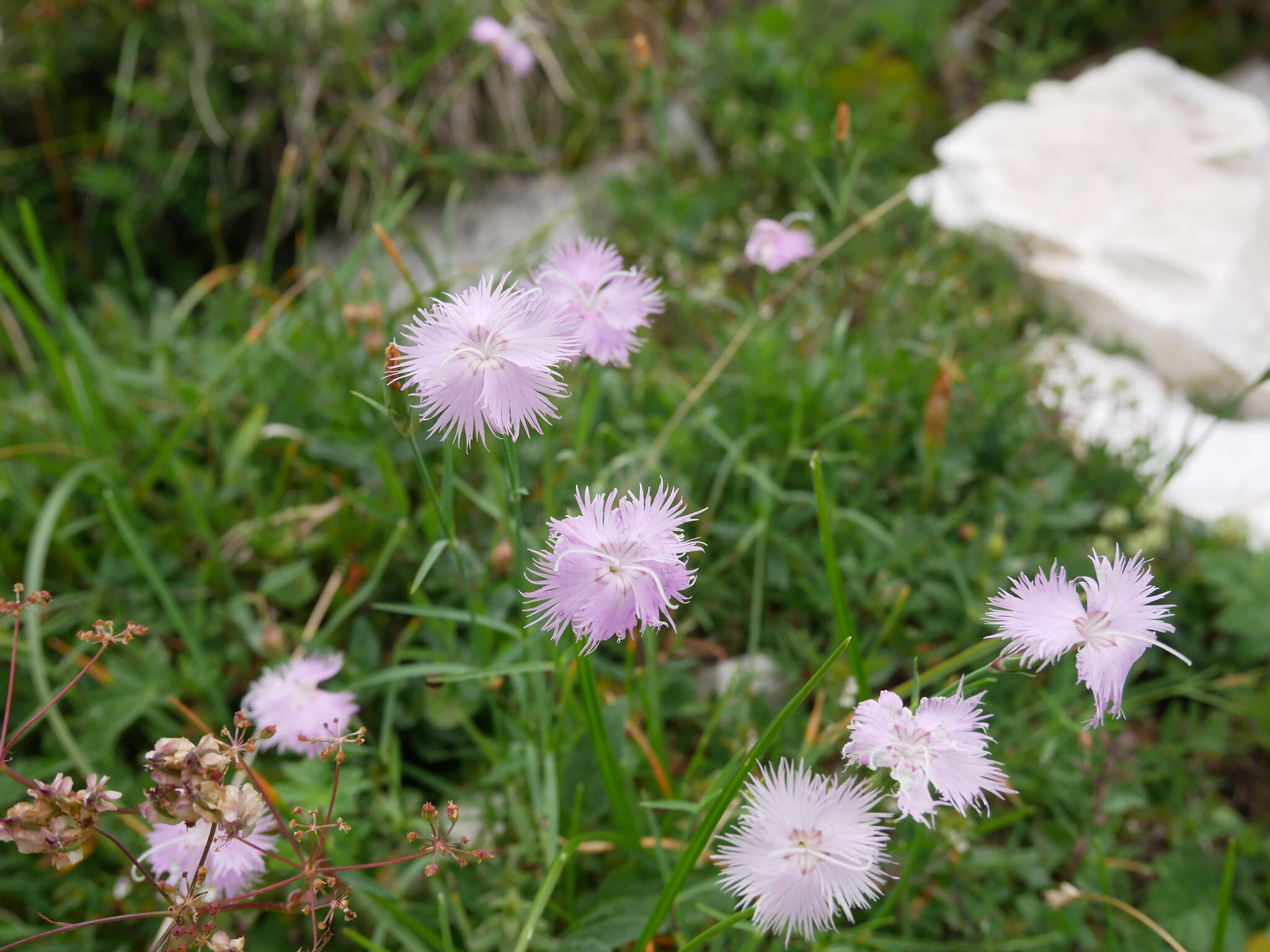 صورة Dianthus sternbergii Sibth.