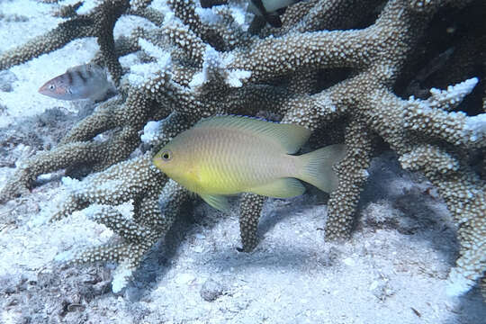 Image of Ambon damsel