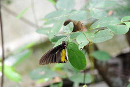 Troides helena (Linnaeus 1758) resmi