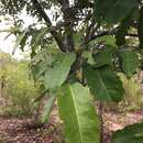 Diospyros castanea (Craib) H. R. Fletcher的圖片