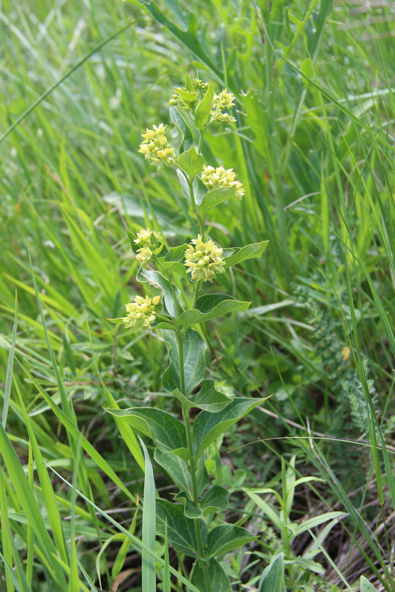 Image of white swallow-wort