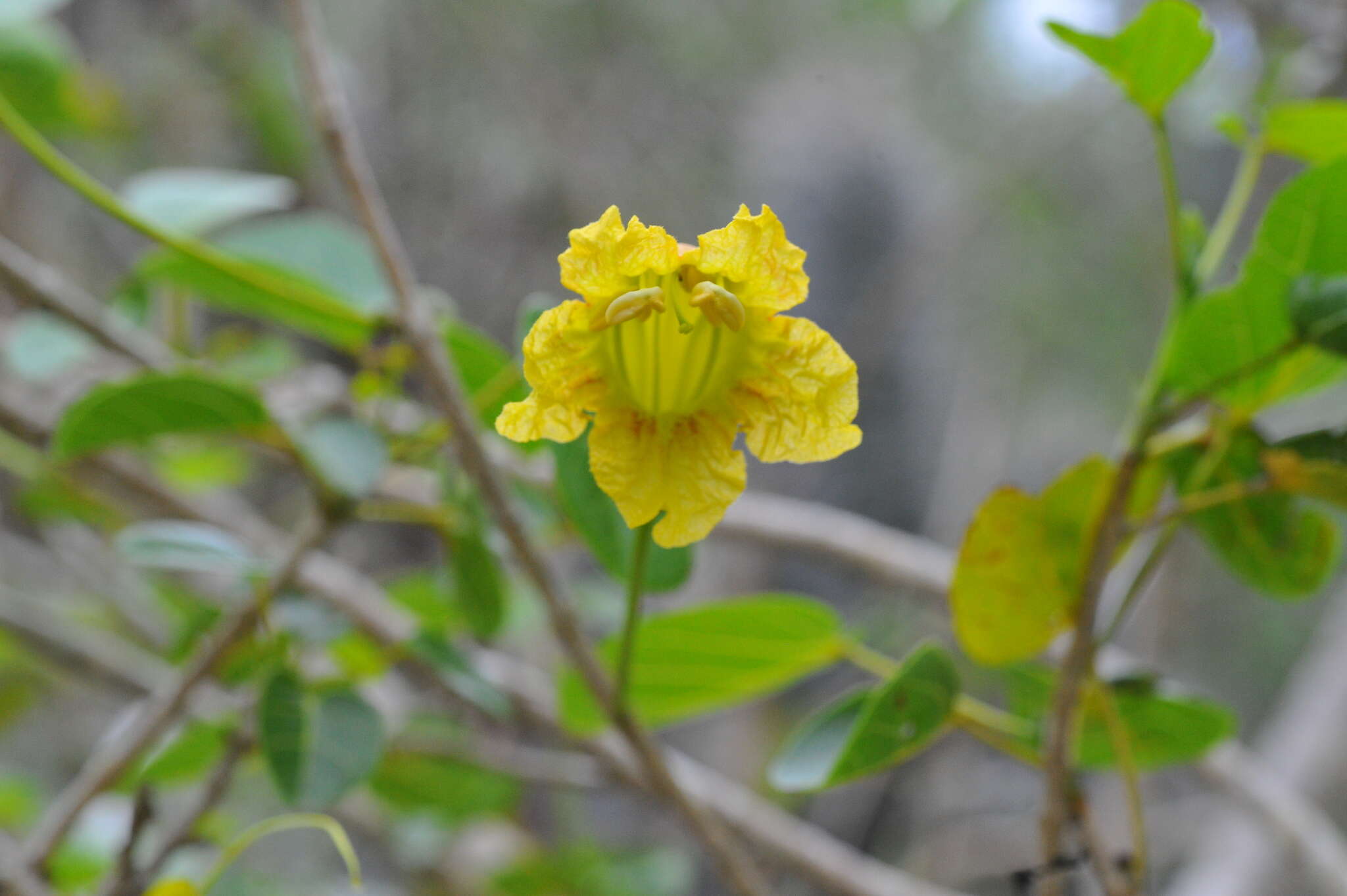 Plancia ëd Spirotecoma spiralis (C. Wright) Pichon