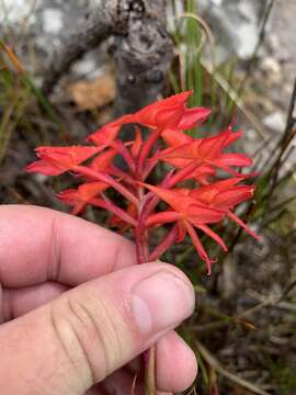 Image de Disa ferruginea Sw.