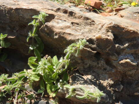 Sivun Sideritis romana subsp. curvidens (Stapf) Holmboe kuva