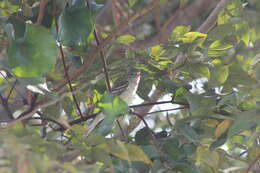 Image of Yellow-bellied Elaenia