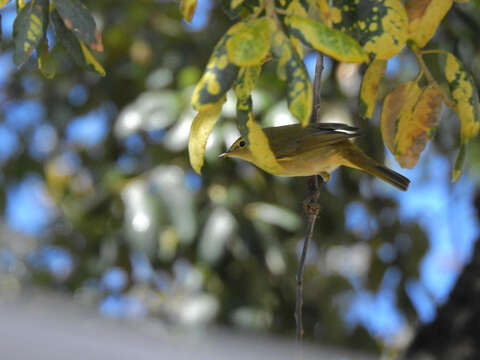 Image of Iberian Chiffchaff