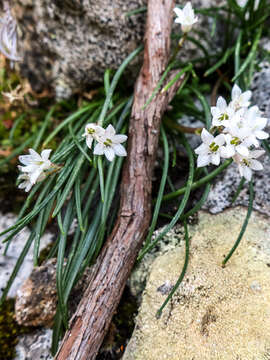 Image of Brimeura fastigiata (Viv.) Chouard