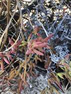 Image of Ruschia macowanii (L. Bol.) Schwant. apud Jacobsen