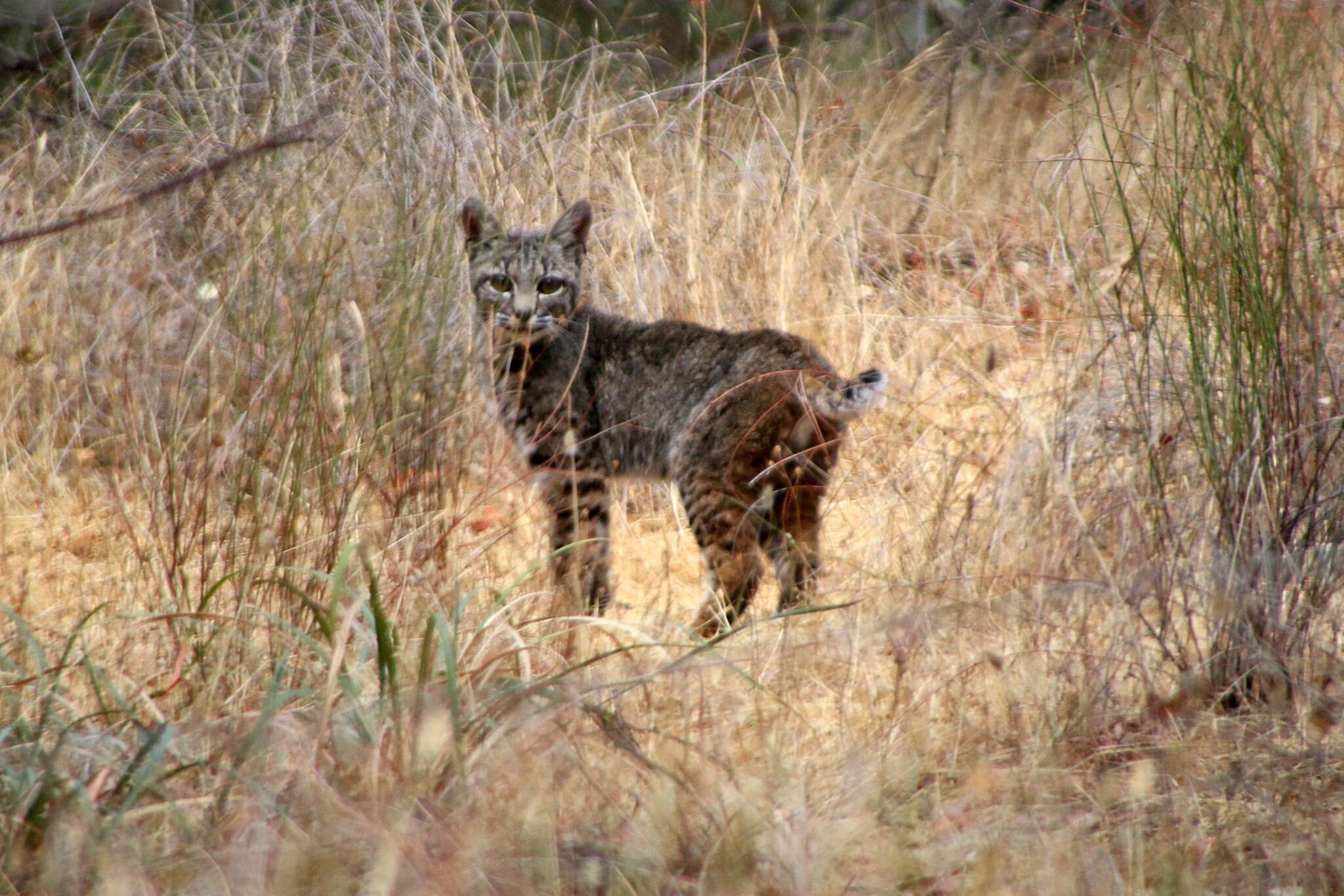 Image de Lynx rufus fasciatus Rafinesque 1817