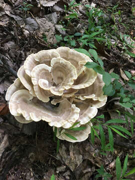 Image de Polypore de Sumstine