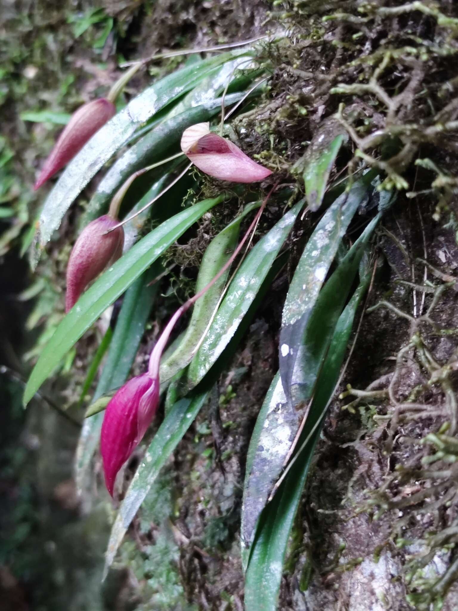 Bulbophyllum elegans Gardner ex Thwaites的圖片