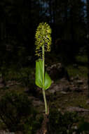 Image of Malaxis elliptica A. Rich. & Galeotti