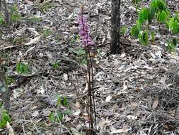 Image of Blotched hyacinth-orchid