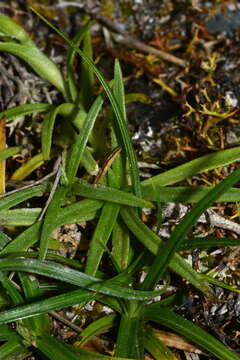 Слика од Silene morrisonmontana var. morrisonmontana